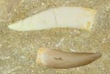 Fossil Plesiosaur, Shark & Enchodus Teeth In Matrix - Morocco #119668-2